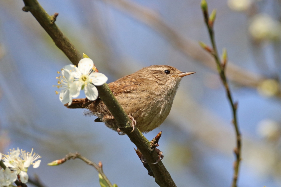 Winterkoning - Vogels - 