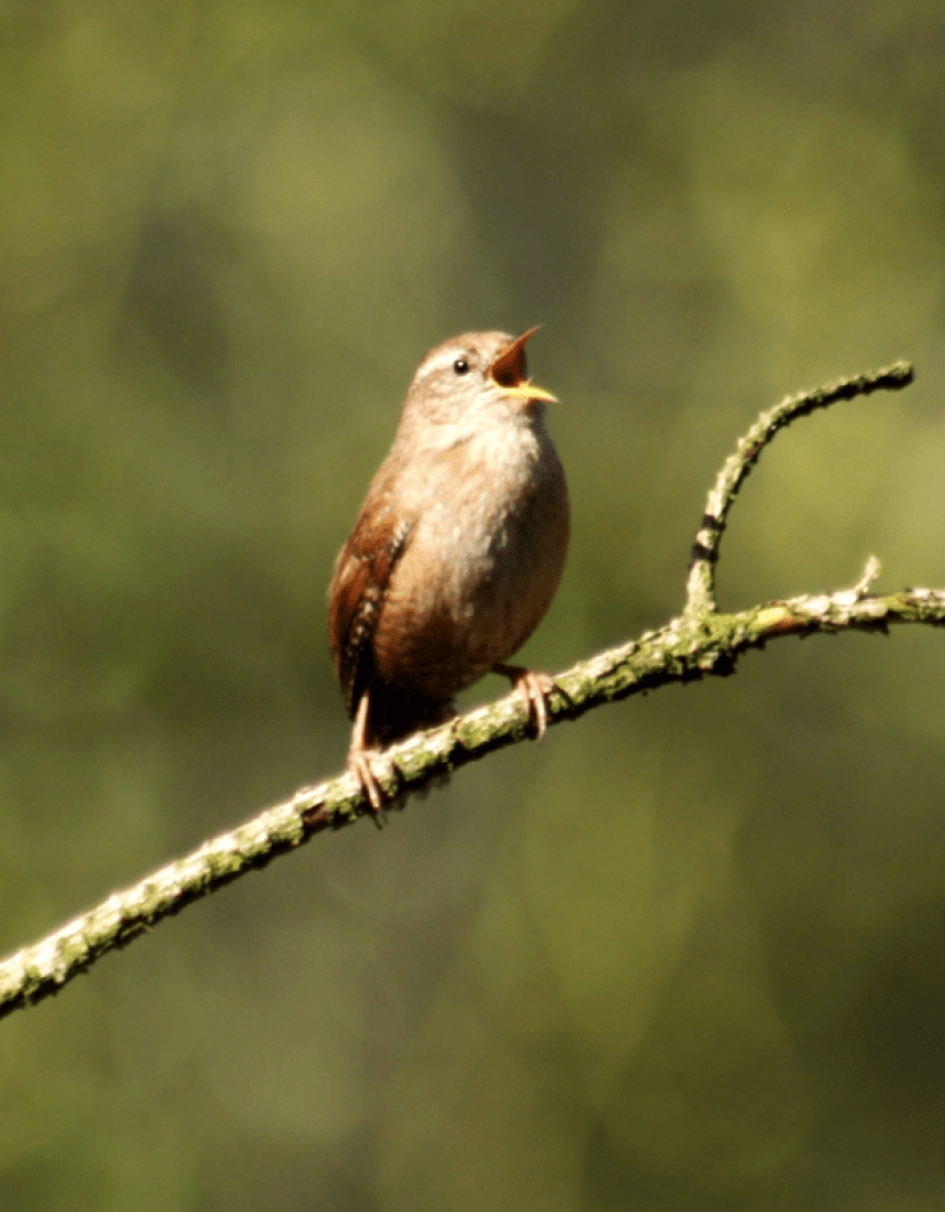 Winterkoninkje - Vogels - Winterkoninkje