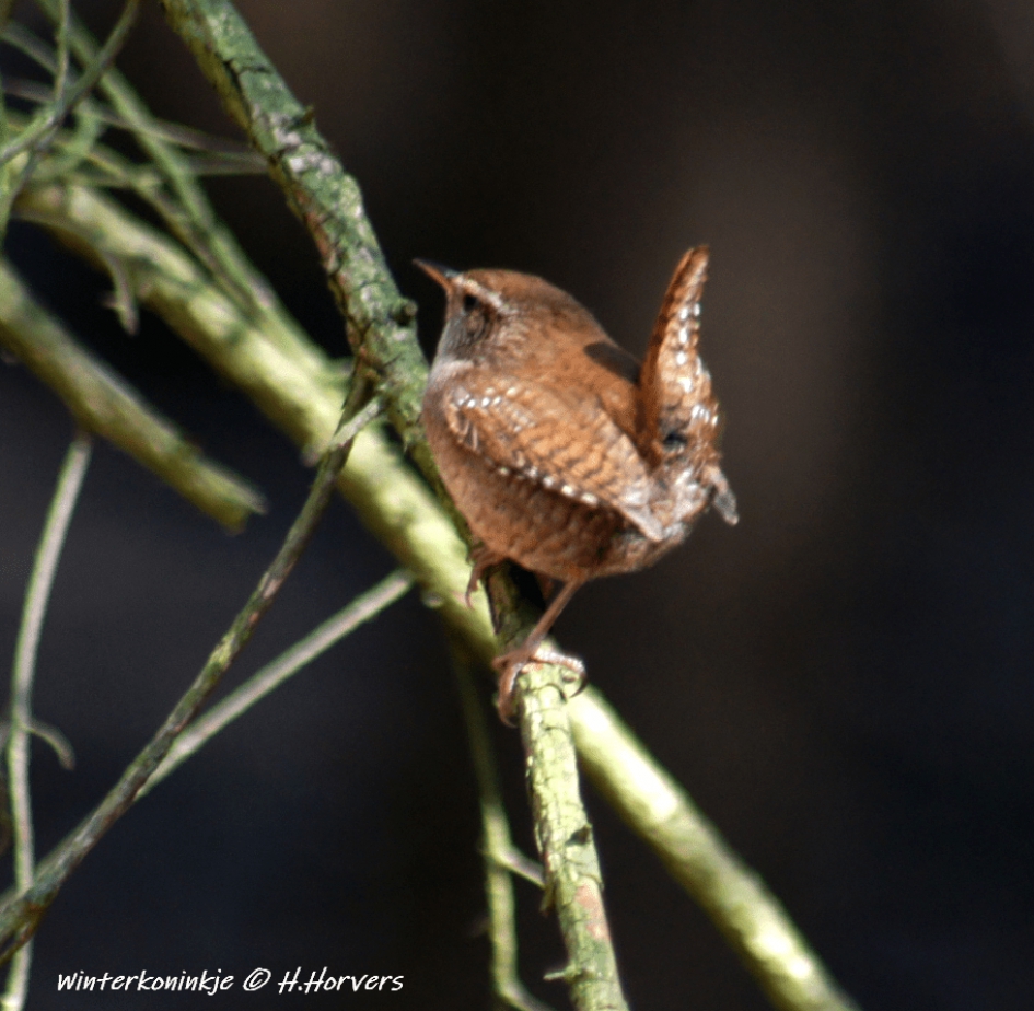 Winterkoninkje - Vogels - Winterkoninkje