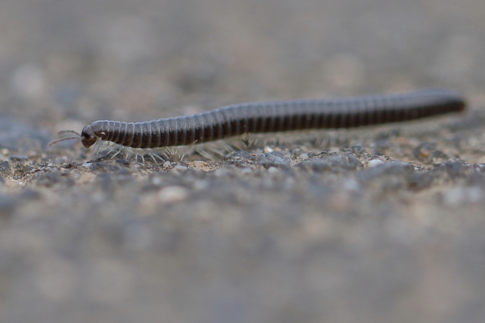 witpootkronkel - Geleedpotigen - witpootkronkel