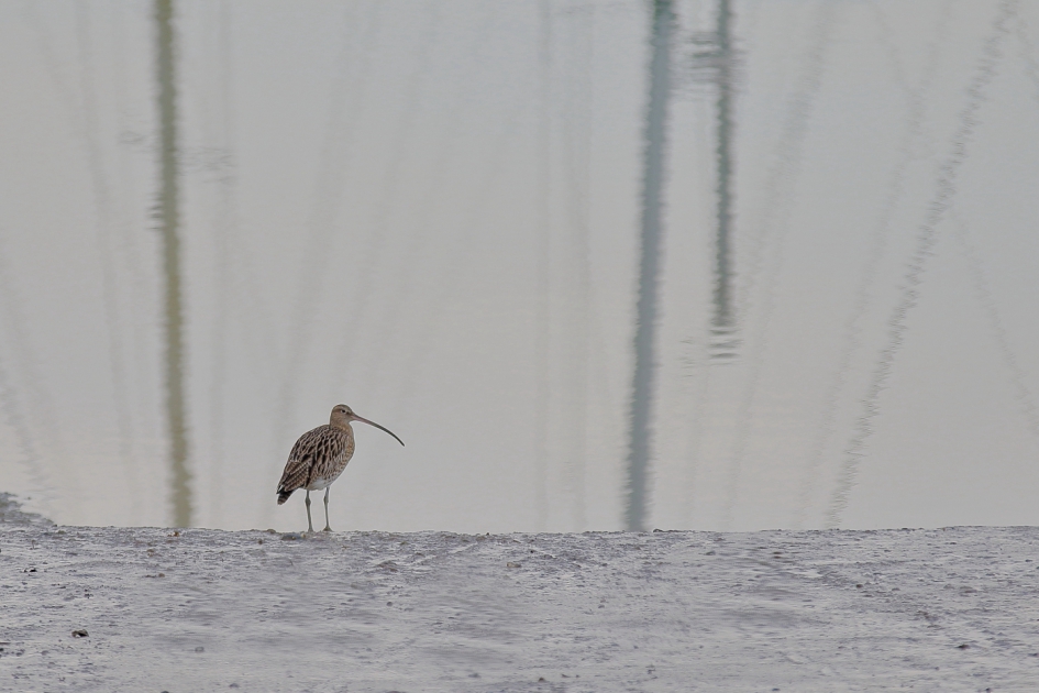 wulp - Vogels - wulp