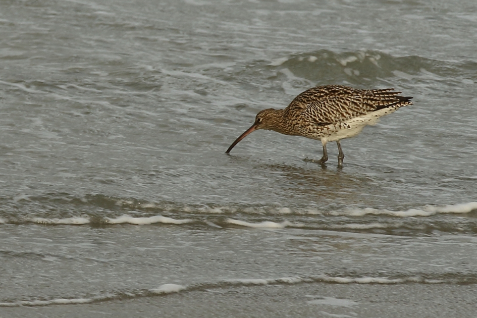 wulp - Vogels - wulp