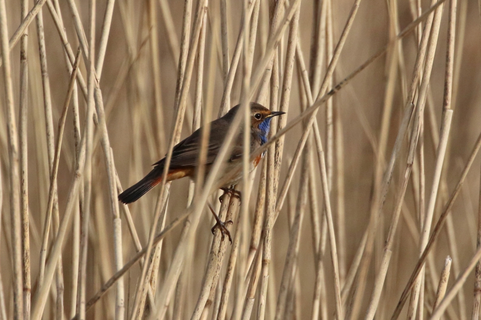 Ze zijn er weer! - Vogels - 