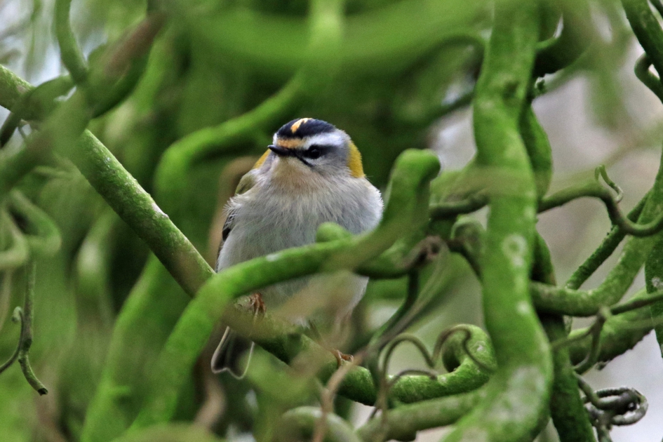 Zit nu toch eens stil... - Vogels - 
