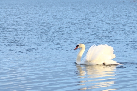 zo trots als een zwaan