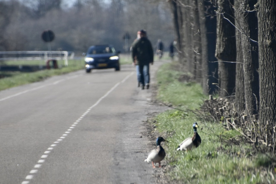 Zondag langs de Langbroekerwetering - Vogels - 