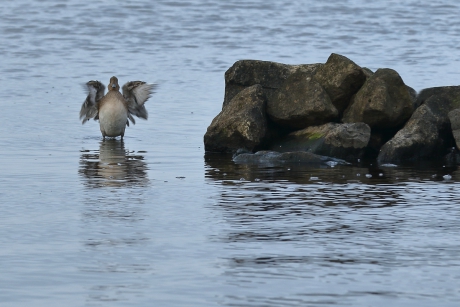 zwaaien naar de camera