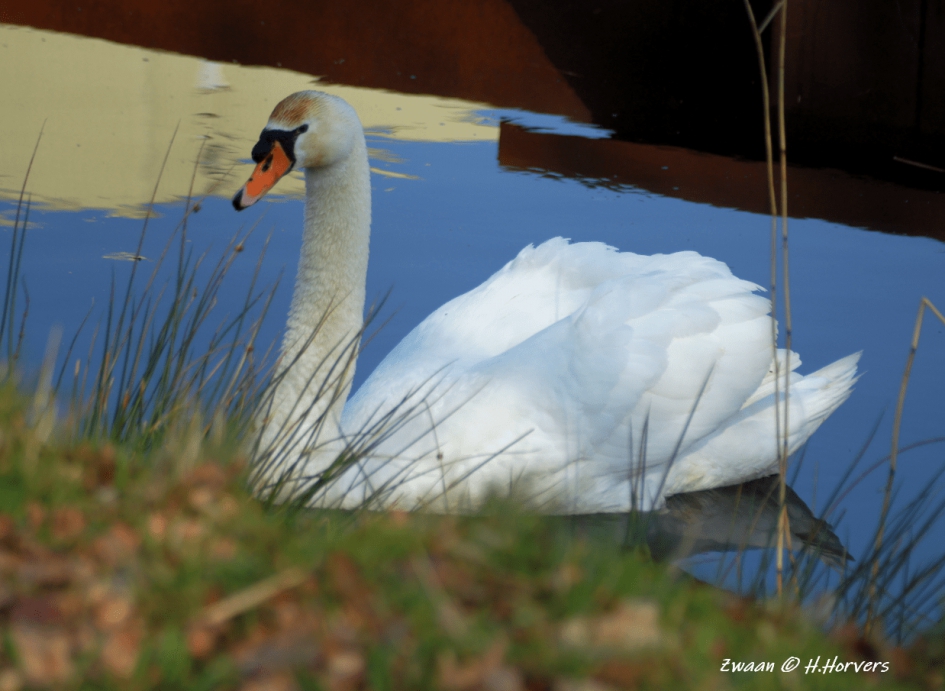 Zwaan - Vogels - Zwaan