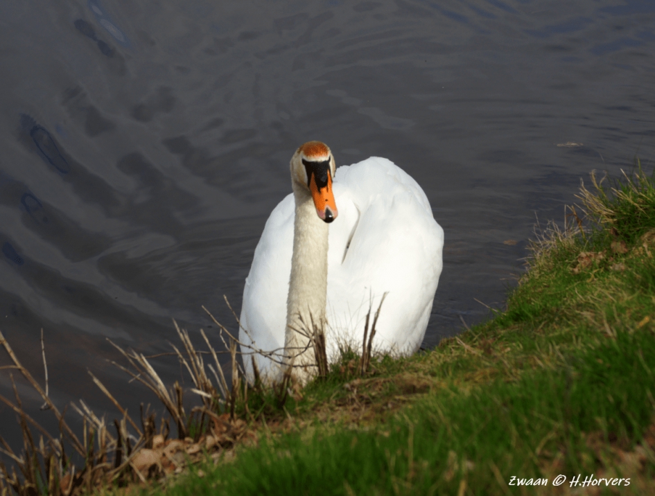 Zwaan - Vogels - Zwaan