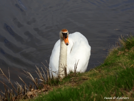Zwaan