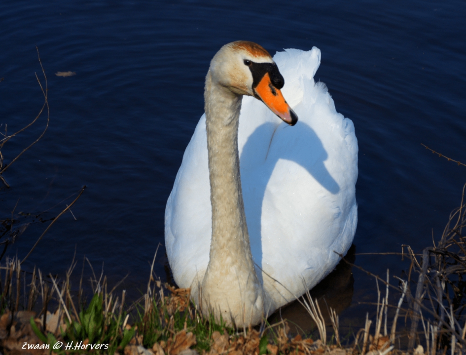 Zwaan - Vogels - Zwaan