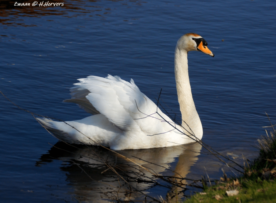 Zwaan - Vogels - Zwaan