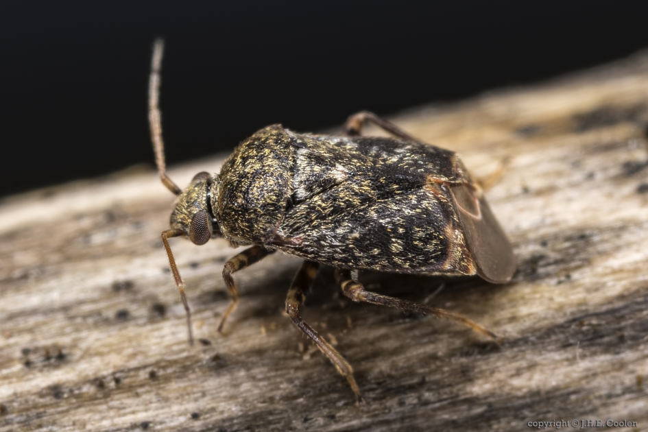 Zwarte walstrowants (Polymerus nigrita) - Geleedpotigen - Zwarte walstrowants