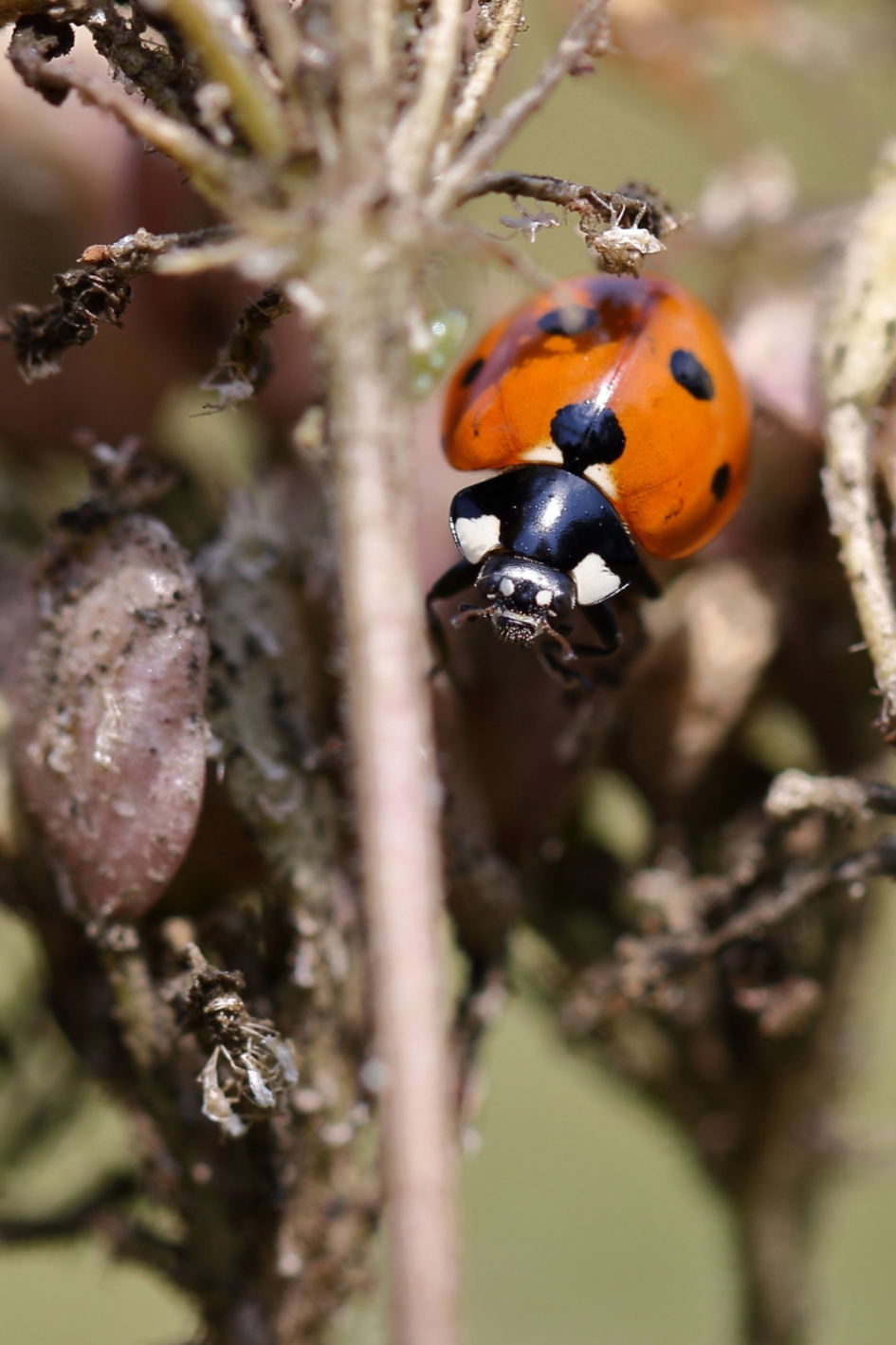 7-stippelig lieveheersbeestje - Geleedpotigen - zevenstippelig lieveheersbeestje