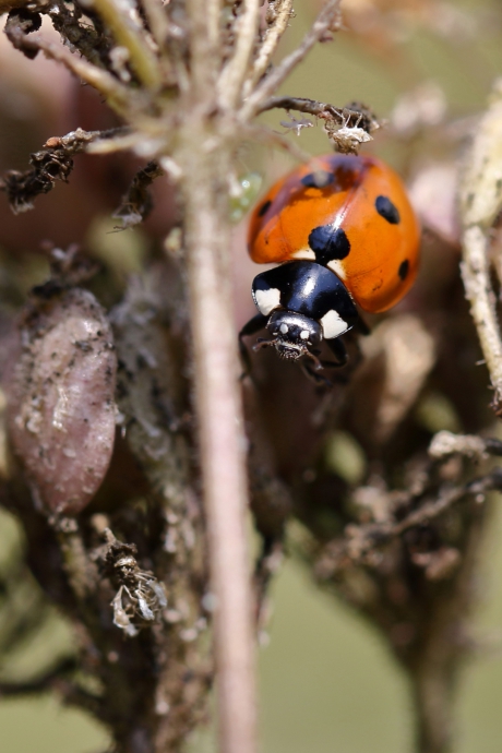 7-stippelig lieveheersbeestje