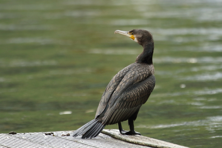 aalscholver - Vogels - aalscholver