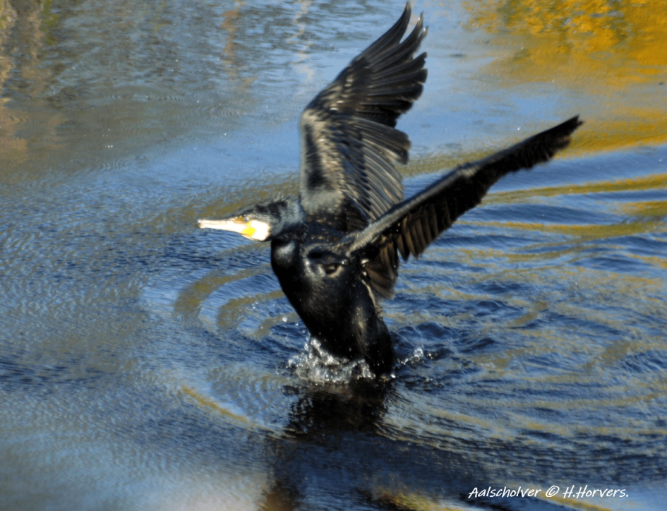 Aalscholver - Vogels - Aalscholver