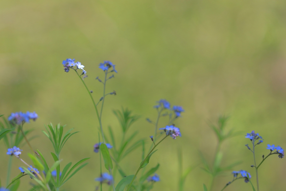 akkervergeet-mij-nietje - Planten - akkervergeet-mij-nietje