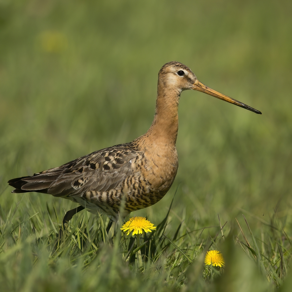 Altijd Koningsdag ... - Vogels - Grutto