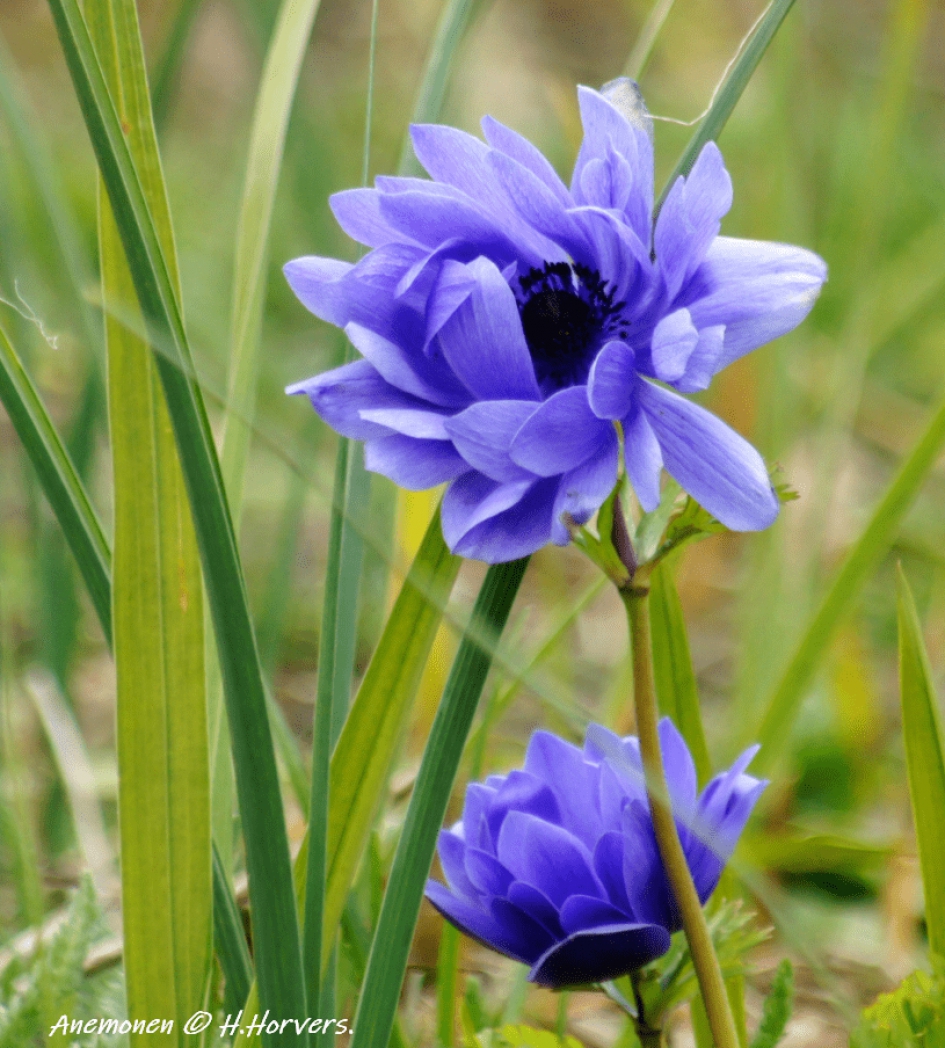 Anemonen - Planten - Anemonen