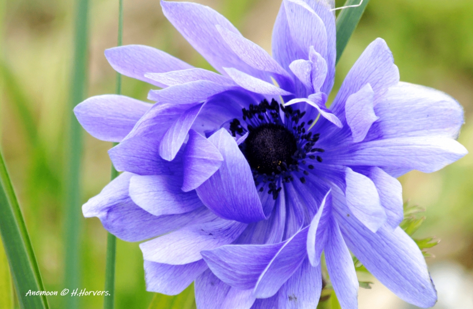 Anemoon - Planten - Anemoon