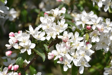 Appelbloesem