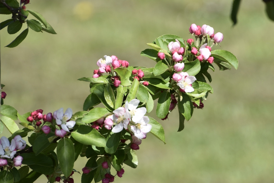 Appelbloesem - Planten - 