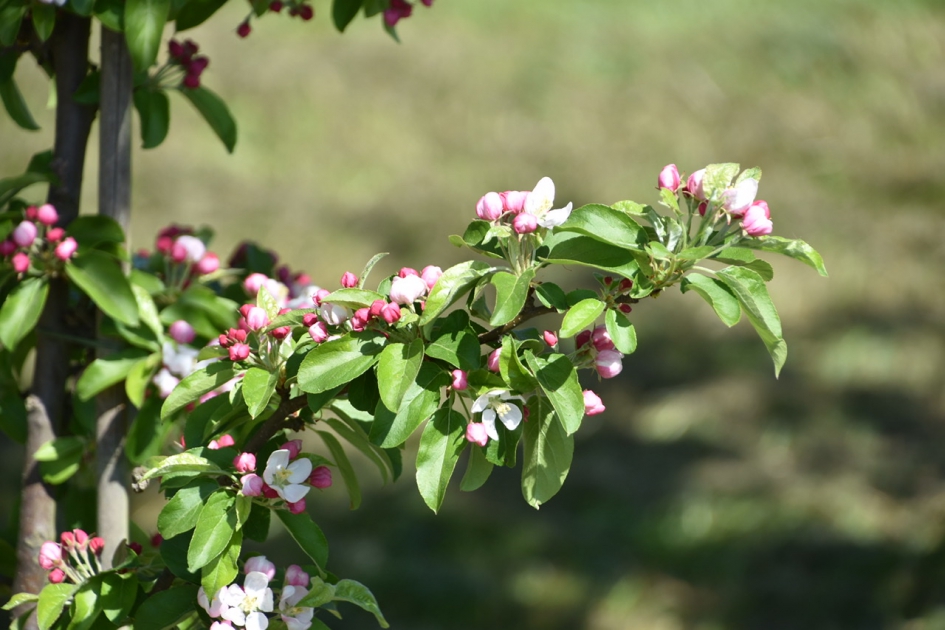 Appelbloesem - Planten - 
