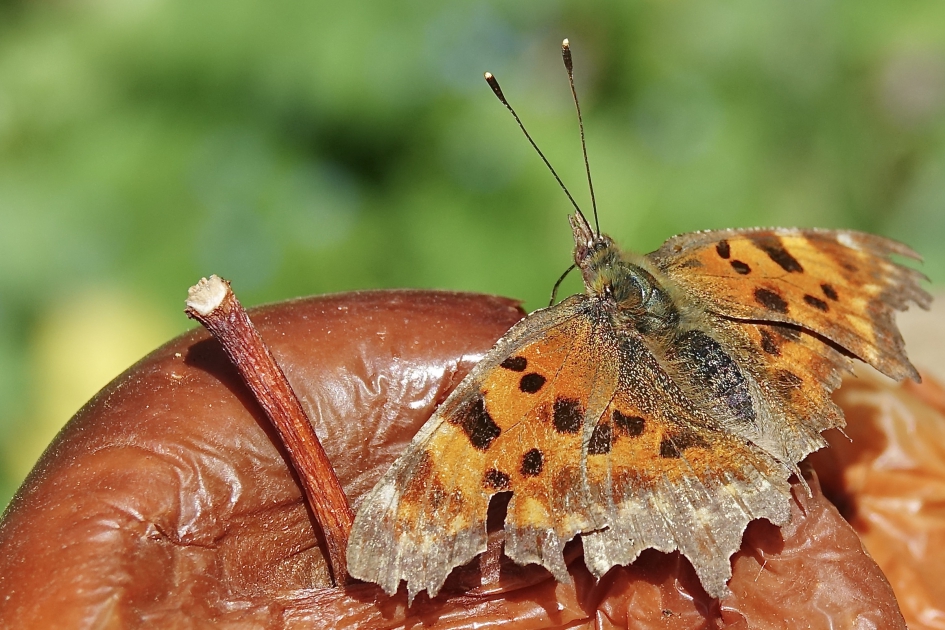 Appelrood - Geleedpotigen - Gehakkelde Aurelia