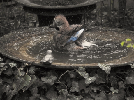 badderende Vlaamse Gaai