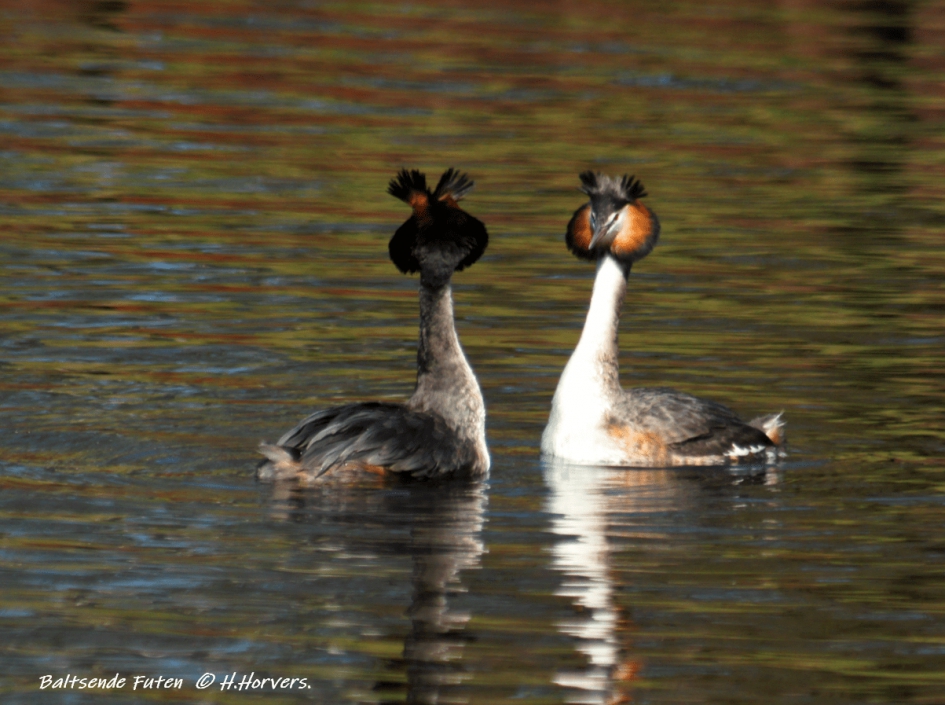 Baltsende Futen - Vogels - Baltsende Futen