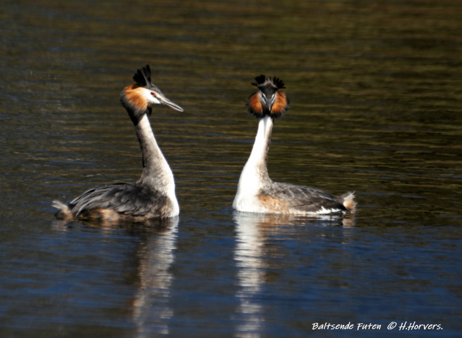Baltsende Futen - Vogels - Baltsende Futen