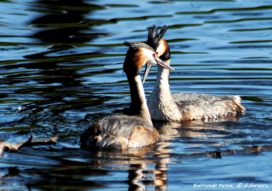 Baltsende Futen - Vogels - Baltsende Futen