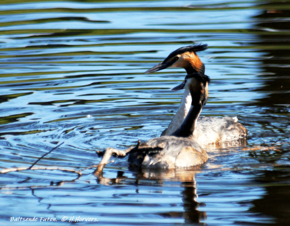 Baltsende Futen - Vogels - Baltsende Futen
