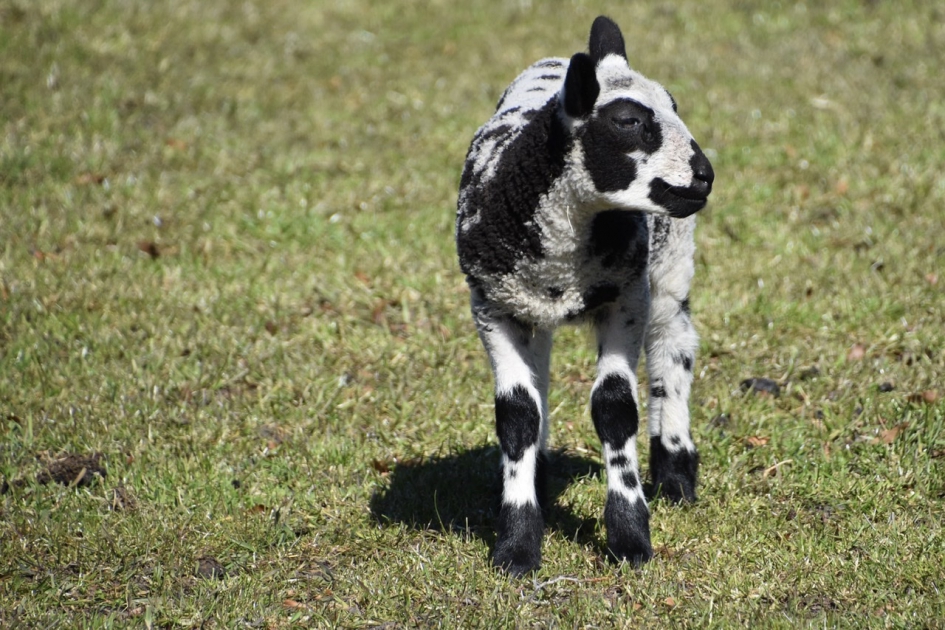 Benieuwd... - Zoogdieren - 