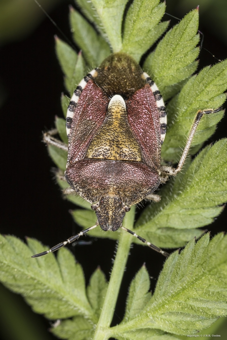 Bessenwants (Dolycoris baccarum)