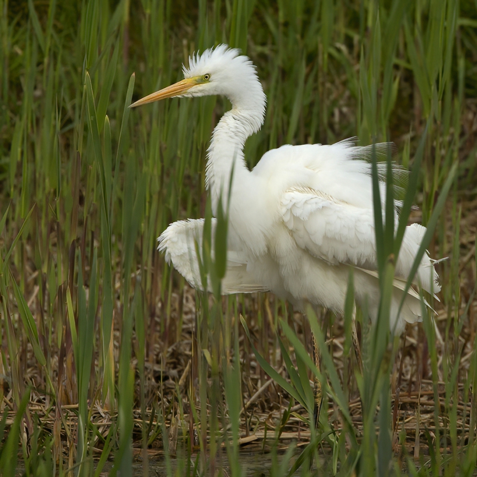 Bevrijd ... - Vogels - Grote Zilverreiger