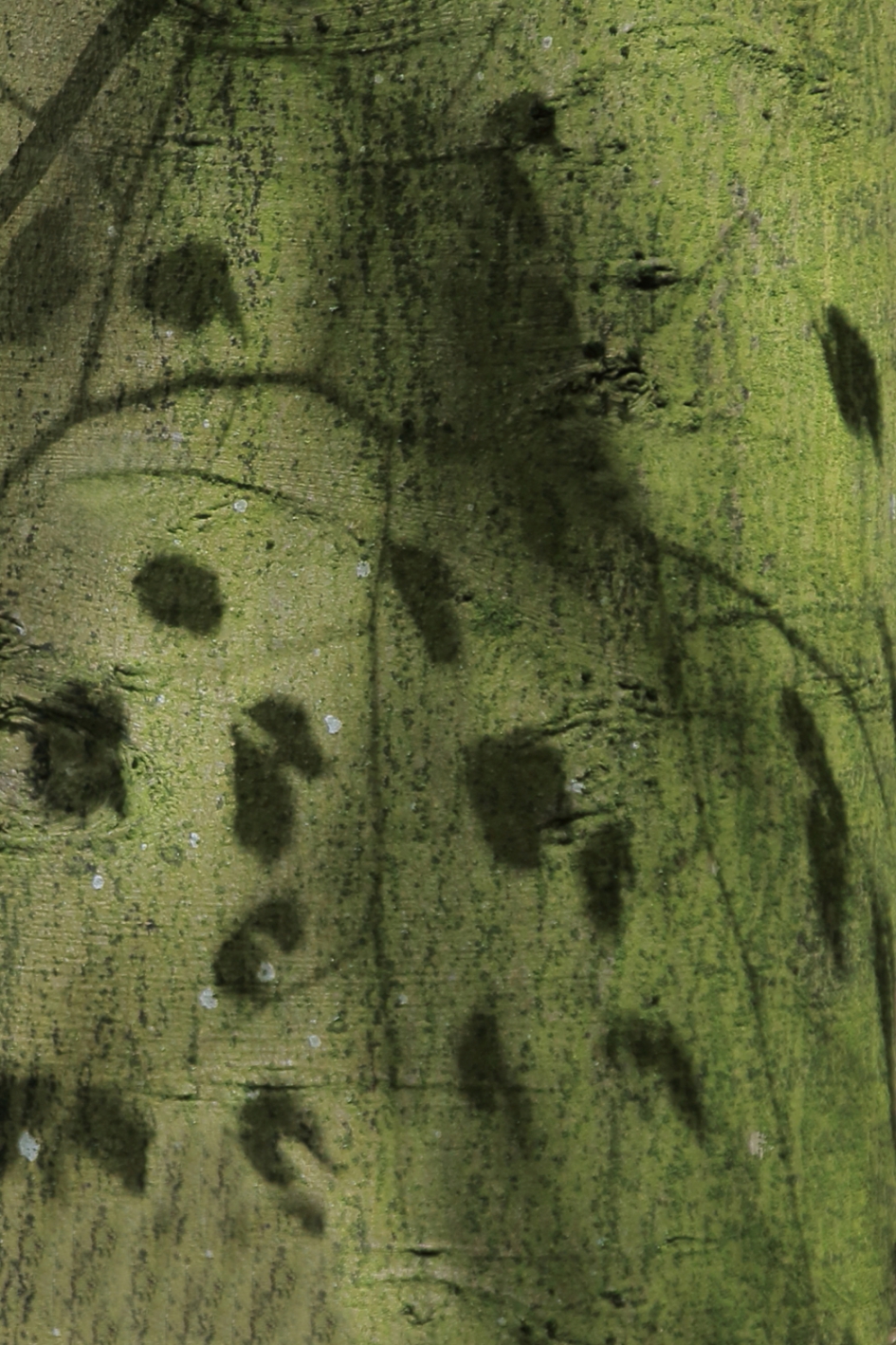 bladschaduw - Planten - 