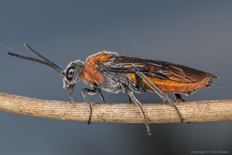 Bladwesp (Dolerus spec.) - Geleedpotigen - Bladwesp