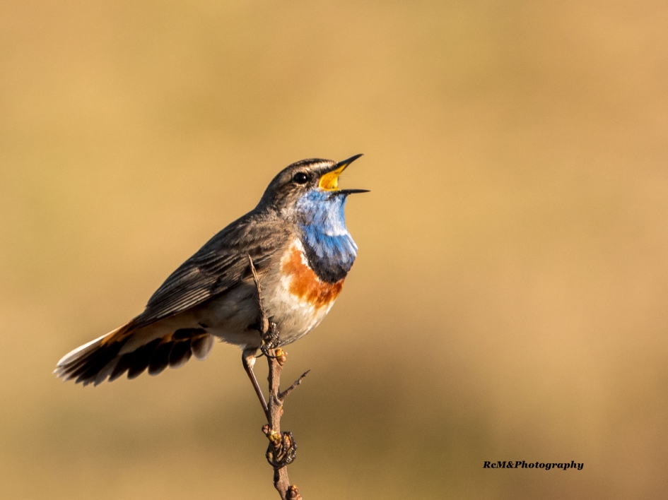 Blauwborst. - Vogels - Blauwborst.
