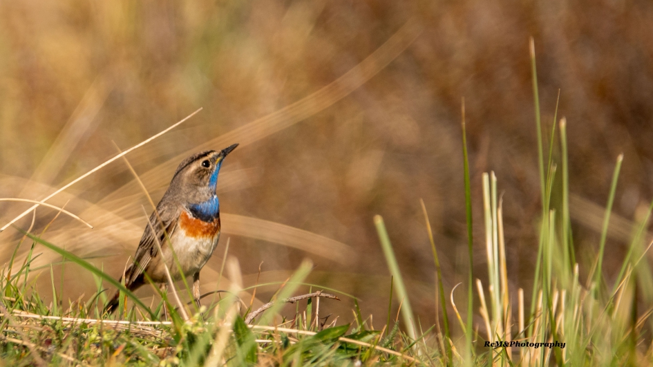 Blauwborst. - Vogels - Blauwborst.