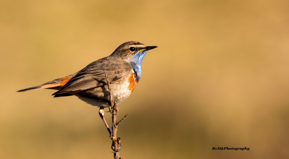 Blauwborst. - Vogels - Blauwborst.