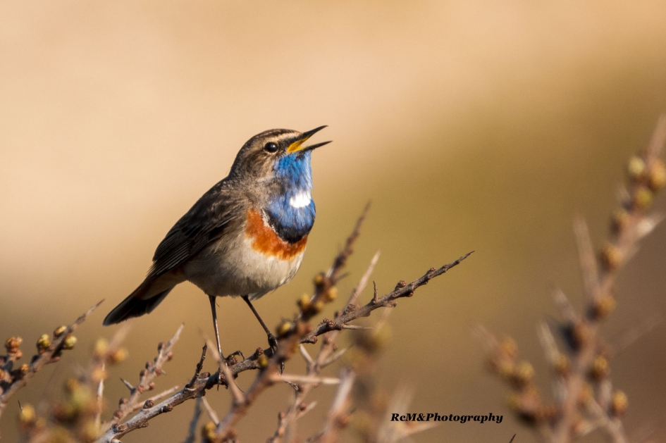 Blauwborst. - Vogels - Blauwborst.