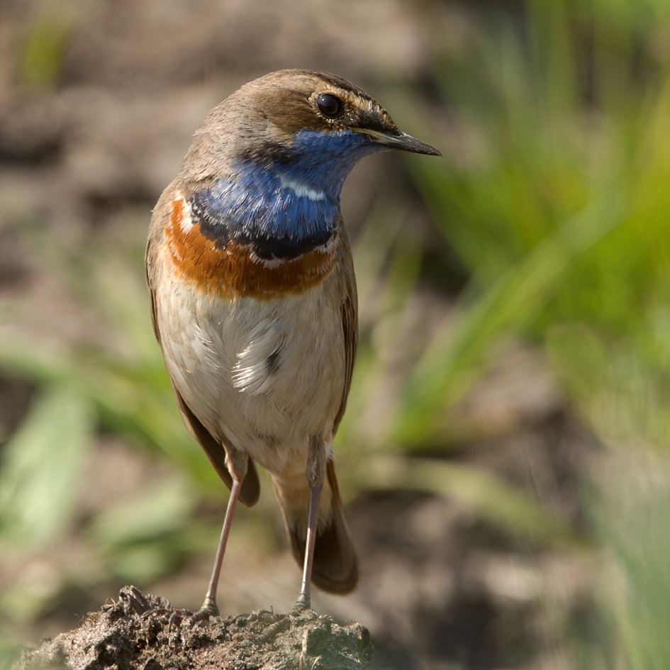 Blauwborst anders ... - Vogels - Blauwborst