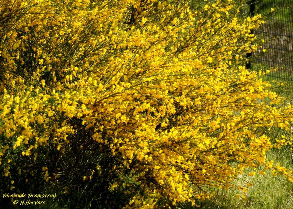 Bloeiende Bremstruik - Planten - Brem