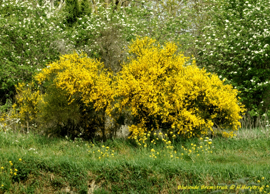 Bloeiende Bremstruik - Planten - Bloeiende Bremstruik