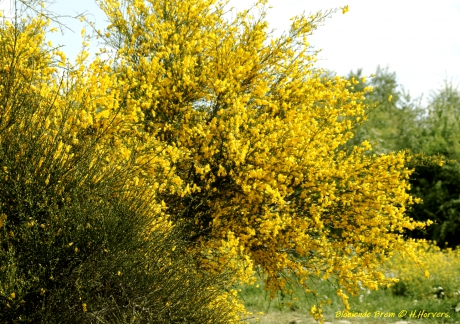 Bloeiende Bremstruik