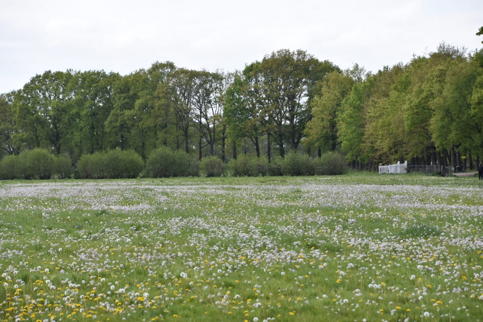 Bloemenpracht in de wei - Planten - 