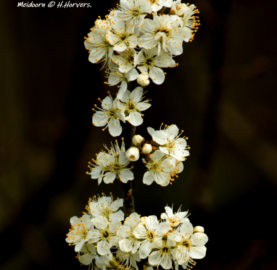 Bloesem Meidoorn - Planten - Bloesem Meidoorn