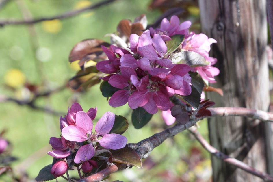 Bloesem van de RedLove appel - Planten - 